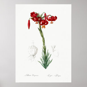  botanische illustratie poster