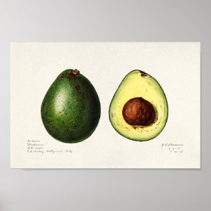  botanische illustratie poster