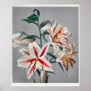  botanische illustratie poster