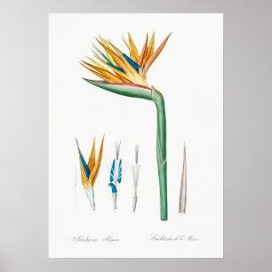  botanische illustratie poster