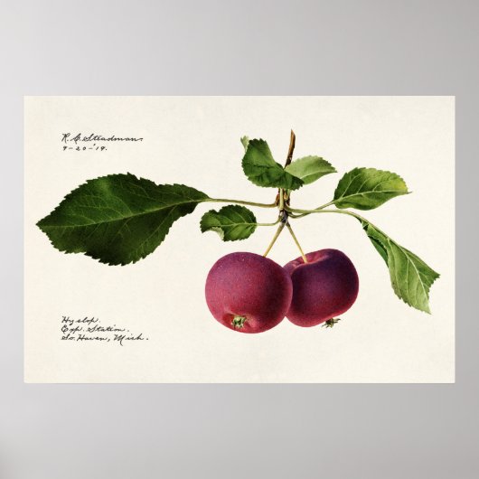  botanische illustratie poster (Voorkant)