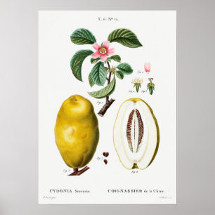  botanische illustratie poster