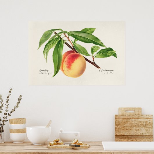 botanische illustratie poster (Keuken)