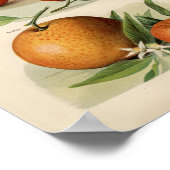  botanische illustratie poster (Hoek)