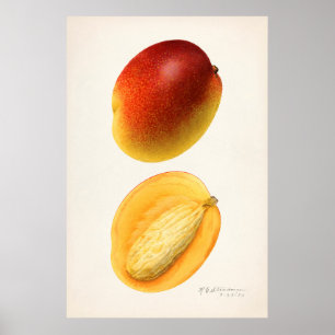  botanische illustratie poster