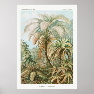  botanische illustratie poster