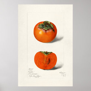  botanische illustratie poster