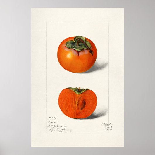  botanische illustratie poster (Voorkant)