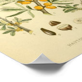 botanische illustratie poster (Hoek)