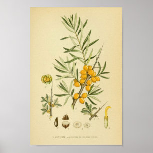  botanische illustratie poster