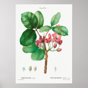 botanische illustratie poster