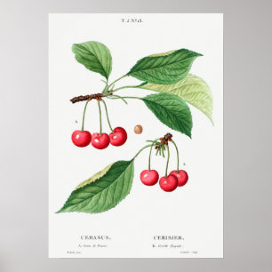  botanische illustratie poster
