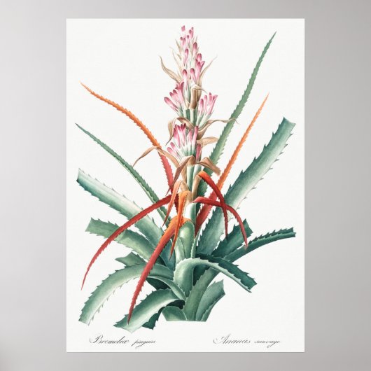 botanische illustratie poster (Voorkant)