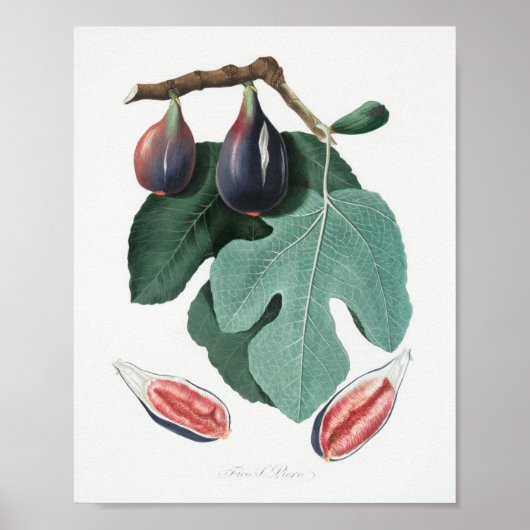 botanische illustratie poster (Voorkant)