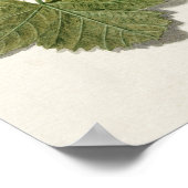 botanische illustratie poster (Hoek)