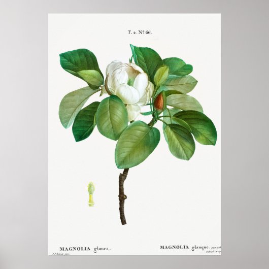botanische illustratie poster (Voorkant)