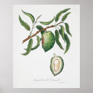  botanische illustratie poster