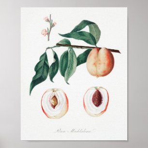  botanische illustratie poster