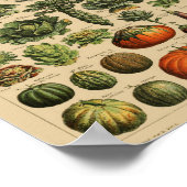 botanische illustratie poster (Hoek)