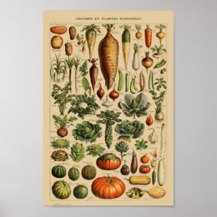  botanische illustratie poster