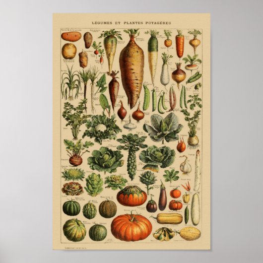 botanische illustratie poster (Voorkant)