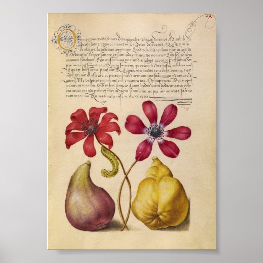 botanische illustratie poster (Voorkant)