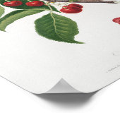 botanische illustratie poster (Hoek)