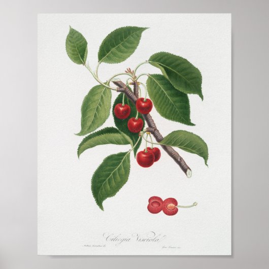 botanische illustratie poster (Voorkant)