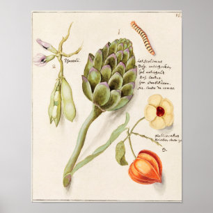  botanische illustratie poster