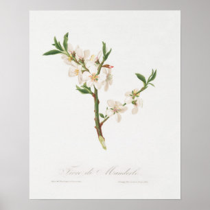  botanische illustratie poster