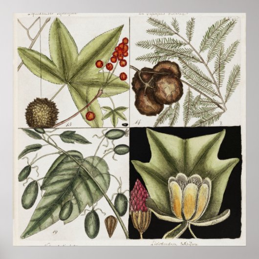 botanische illustratie poster (Voorkant)