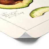  botanische illustratie poster (Hoek)