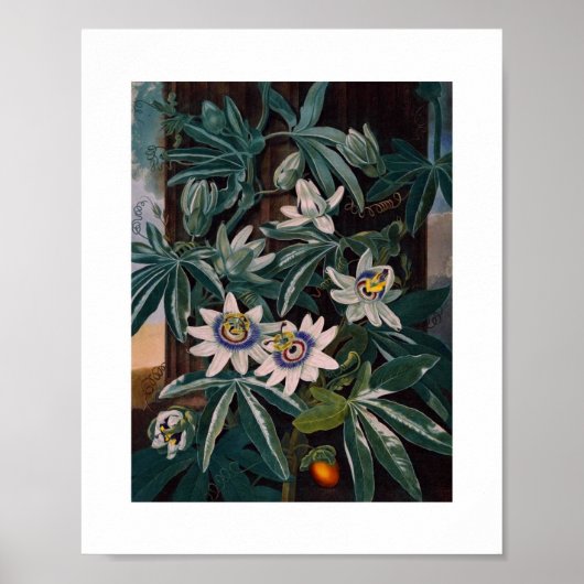  botanische illustratie poster (Voorkant)