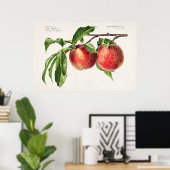  botanische illustratie poster (Thuiskantoor)