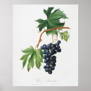  botanische illustratie poster