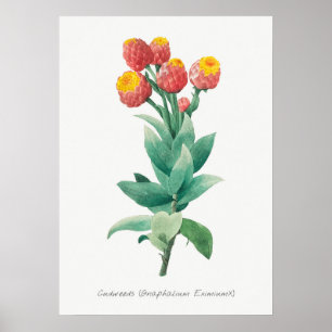  botanische illustratie poster