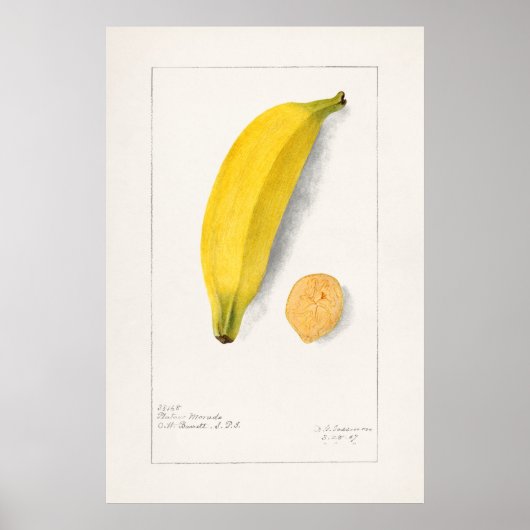  botanische illustratie poster (Voorkant)