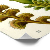 botanische illustratie poster (Hoek)