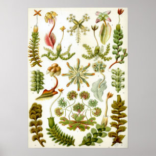  botanische illustratie poster