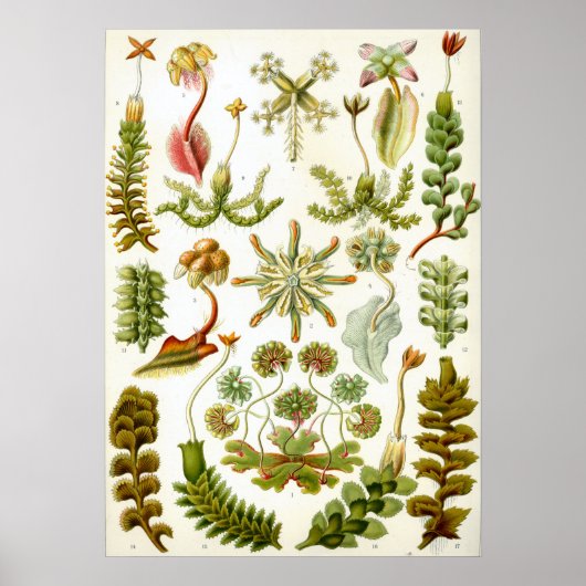 botanische illustratie poster (Voorkant)