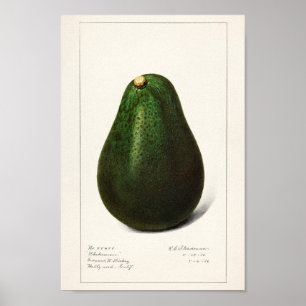  botanische illustratie poster