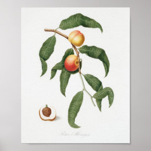  botanische illustratie poster