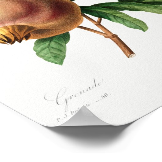 botanische illustratie poster (Hoek)