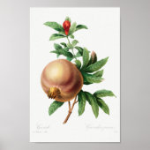 botanische illustratie poster (Voorkant)