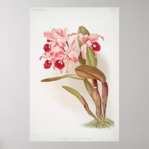  botanische illustratie poster