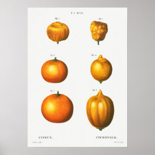  botanische illustratie poster