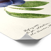 botanische illustratie poster (Hoek)