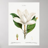 botanische illustratie poster (Voorkant)
