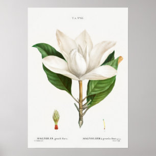  botanische illustratie poster