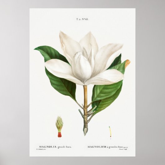 botanische illustratie poster (Voorkant)
